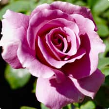 Home depot roses new arrivals